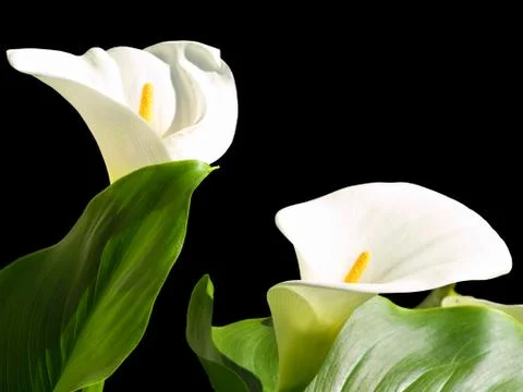 Calla liles Stock Photos