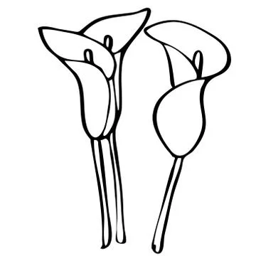 Calla lilies for coloring Stock Illustration