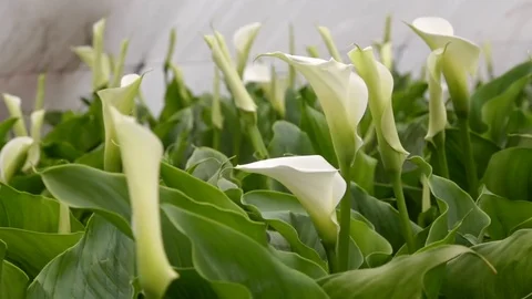 Calla lilies hothouse Stock Footage 76180918