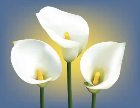 Calla lilies Stock Illustration