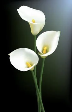Calla lilies Stock Illustration