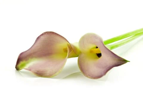 Calla lilies Stock Photos