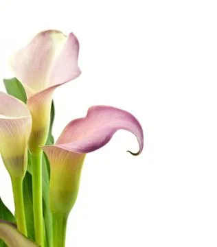 Calla lilies Stock Photos