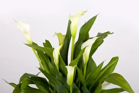 Calla lilies Stock Photos