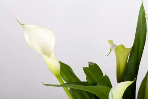 Calla lilies Stock Photos