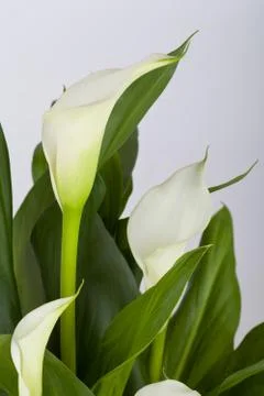 Calla lilies Stock Photos