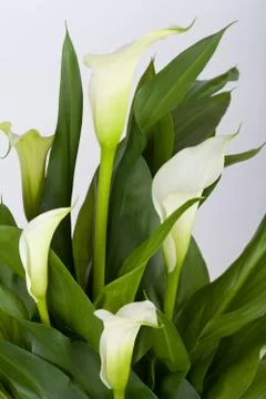 Calla lilies Stock Photos