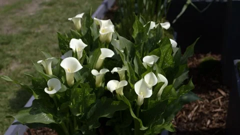 Calla lilies in a tranquil garden setting on a sunny afternoon Видео 312097775