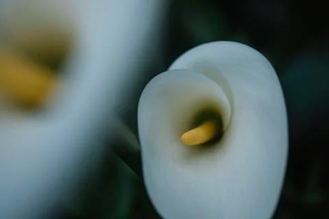 Calla Lilly in garden Stock Photos