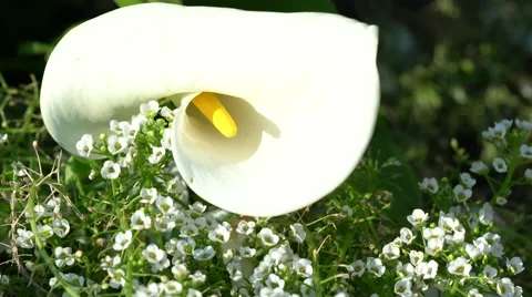 Calla Lilly Sitting on a Bed of Flowers Stock Footage 62444577