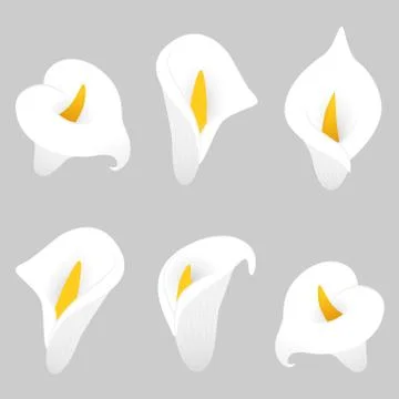 Calla lilly vector illustration. Decorative floral elements. Stock Illustration