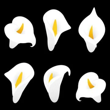 Calla lilly vector illustration. Decorative floral elements. Stock Illustration