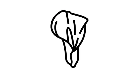 Calla lily blossom spring line icon animation Stock Footage 326135376