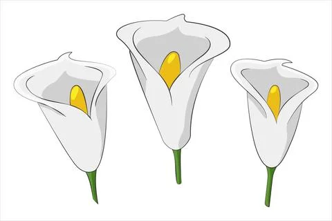 Calla lily Bud set. Collection of hand-drawn white Flower heads. Elegant We.. Stock Illustration