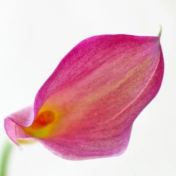 A calla lily (close-up) Stock Photos