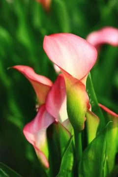 Calla lily closeup Stock Photos