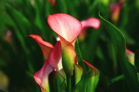 Calla lily closeup Stock Photos