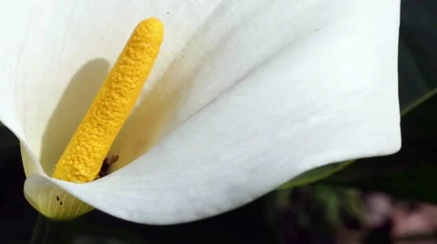 Calla Lily detail Stock Footage 61815358