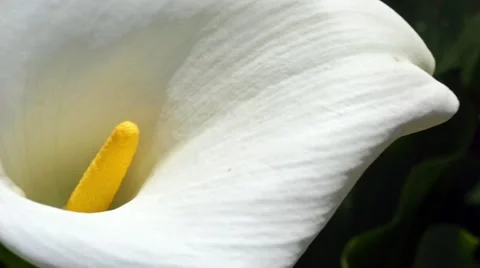 Calla Lily detail Stock Footage 61815646