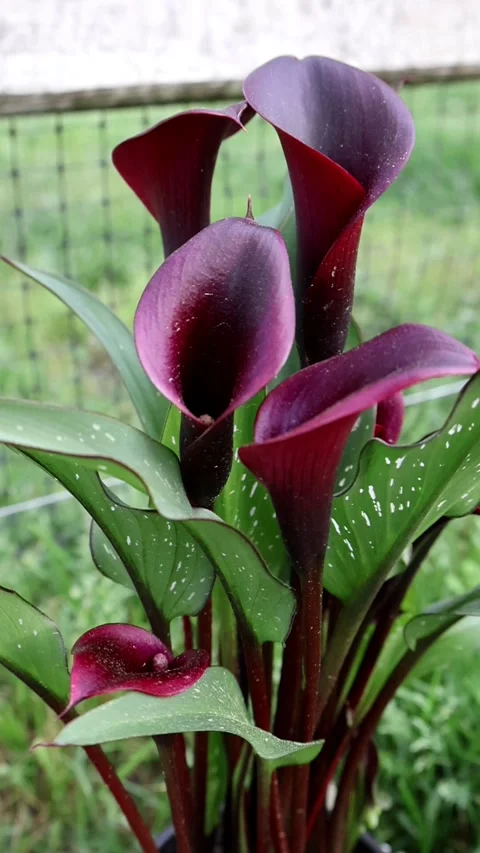 Calla Lily Elegance: Unveiling red Beauty in Slow Motion Stock Footage 274711036