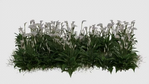 Calla Lily Field blowing in the wind Loop Animation. Alpha Channel Stock Footage 308613155