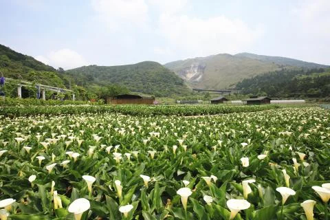 Calla lily field Stock Photos
