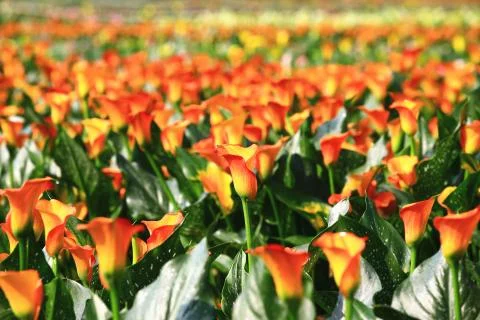 Calla lily field Stock Photos