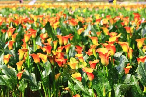 Calla lily field Foto stock