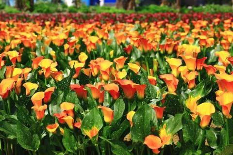 Calla lily field Stock Photos