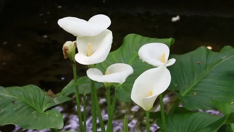 Calla lily flower blooming in spring 스톡 동영상 83077549