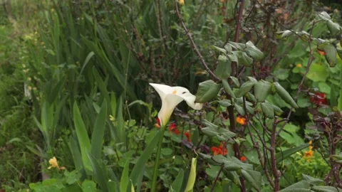 Calla Lily Flower Stock Footage 237112595
