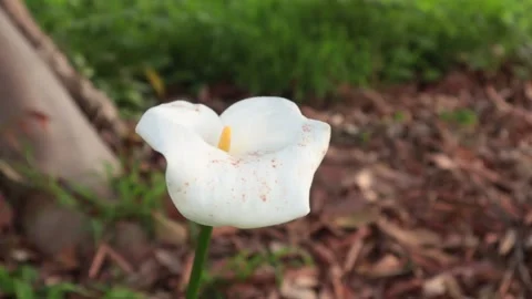 Calla Lily Flower Stock Footage 237112603