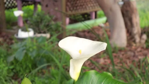 Calla Lily Flower Stock Footage 237112614