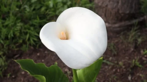 Calla Lily Flower Stock Footage 237112626
