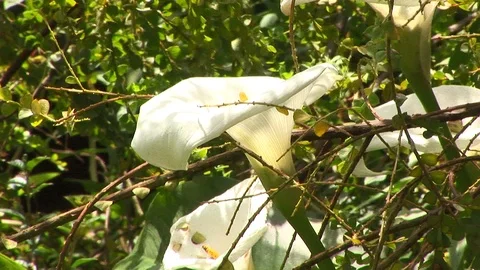 Calla Lily flower in full bloom swaying the wind in garden Cornwall, UK Stock Footage 102472994