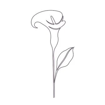 Calla lily flower Stock Illustration