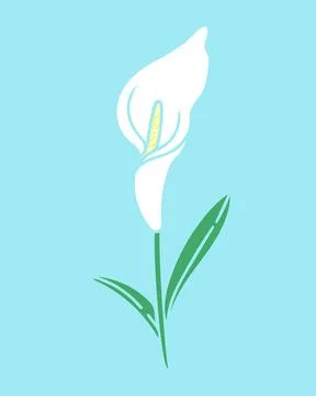 Calla lily flower isolated vector illustration Stock Illustration