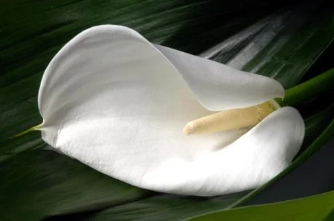 Calla lily flower Stock Photos