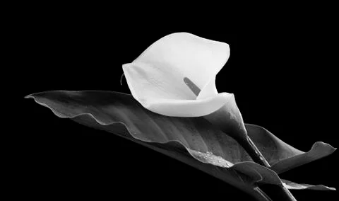 Calla lily flower Stock-Fotos