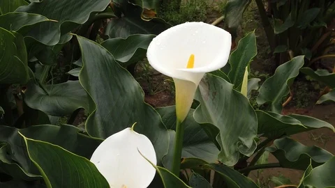 Calla Lily Video stock 106707505
