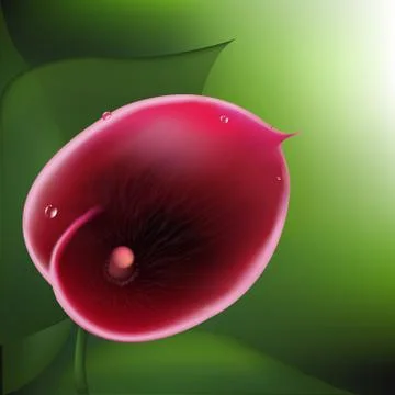Calla lily Stock Illustration