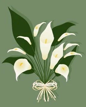 Calla lily Stock Illustration