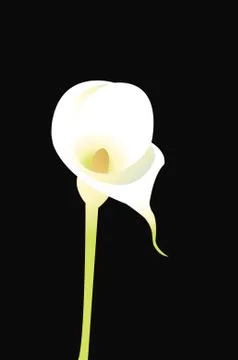 Calla lily Illustrazione stock