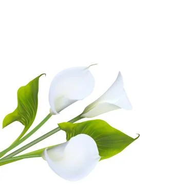 Calla lily Stock Illustration