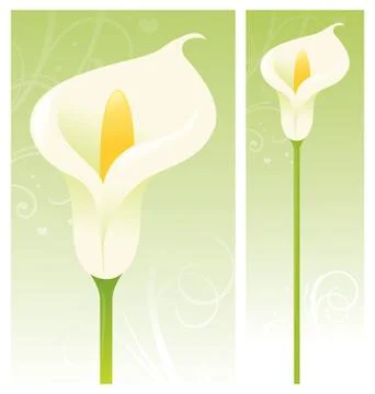 Calla lily Stock Illustration