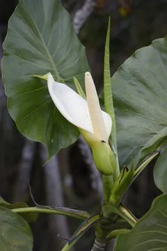 Calla lily, La Selva Amazon Ecolodge, Orellana, Ecuador. Stock Photos