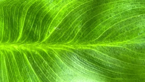Calla lily leaf closeup Stock Footage 250125417