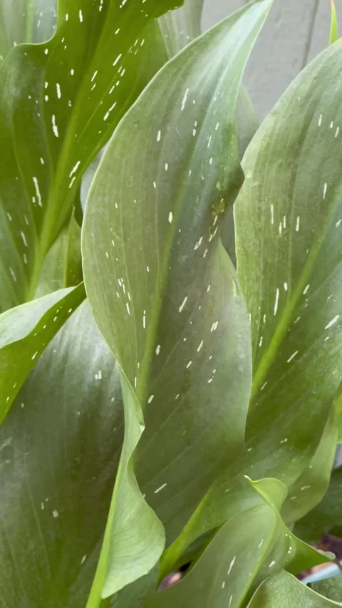 Calla lily leaves in dappled sunlight vertical Stock Footage 250124903
