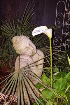 Calla Lily at night Stock Photos