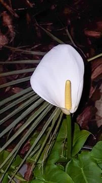 Calla Lily at night Stock Photos